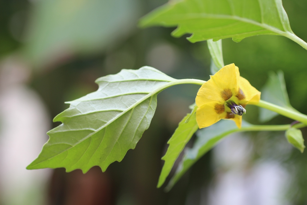 Изображение особи Physalis ixocarpa.