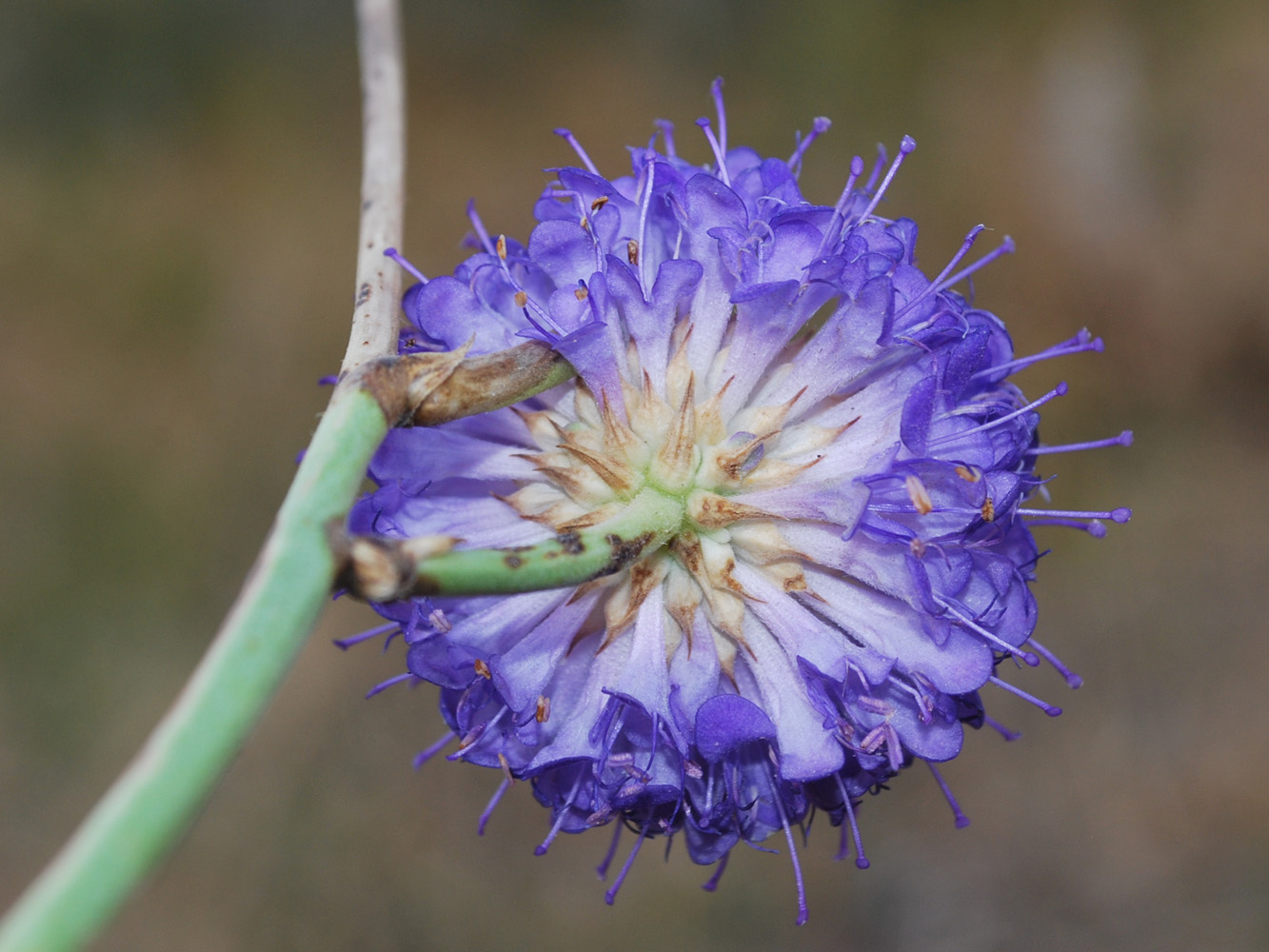 Image of Dipsacus dipsacoides specimen.