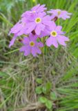 Primula nutans