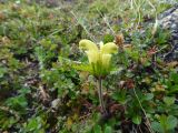 Pedicularis capitata. Цветущее растение в кустарничковой тундре. Чукотский автономный округ, Чукотский р-н, окр. села Лорино. 23 июня 2013 г.