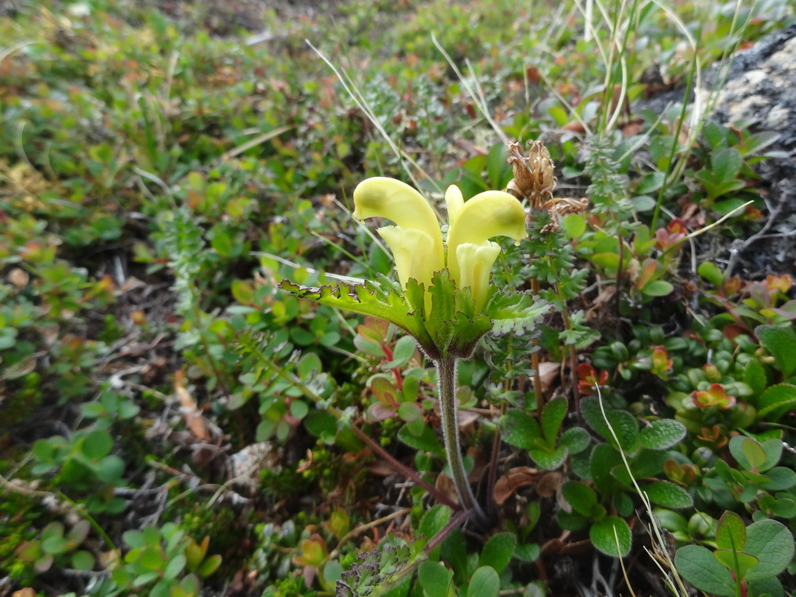 Изображение особи Pedicularis capitata.