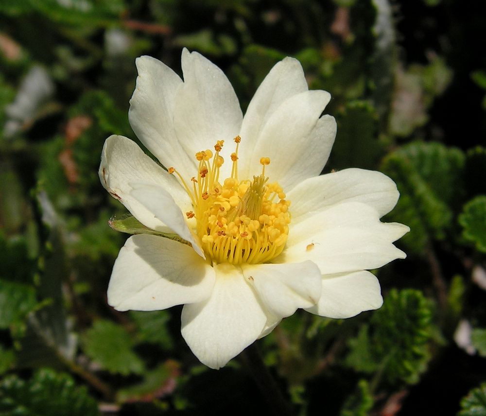 Изображение особи Dryas ajanensis.