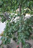 Ficus rumphii