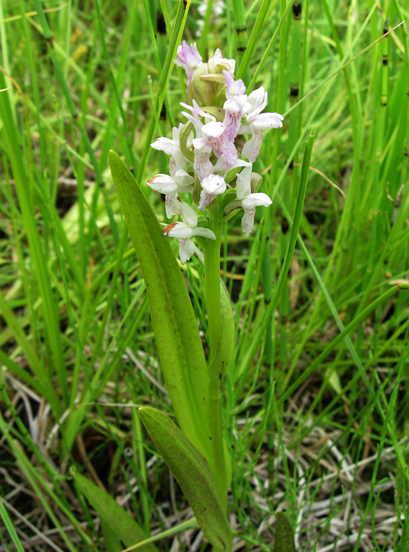 Изображение особи Dactylorhiza incarnata.