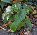 Begonia &times; tuberhybrida