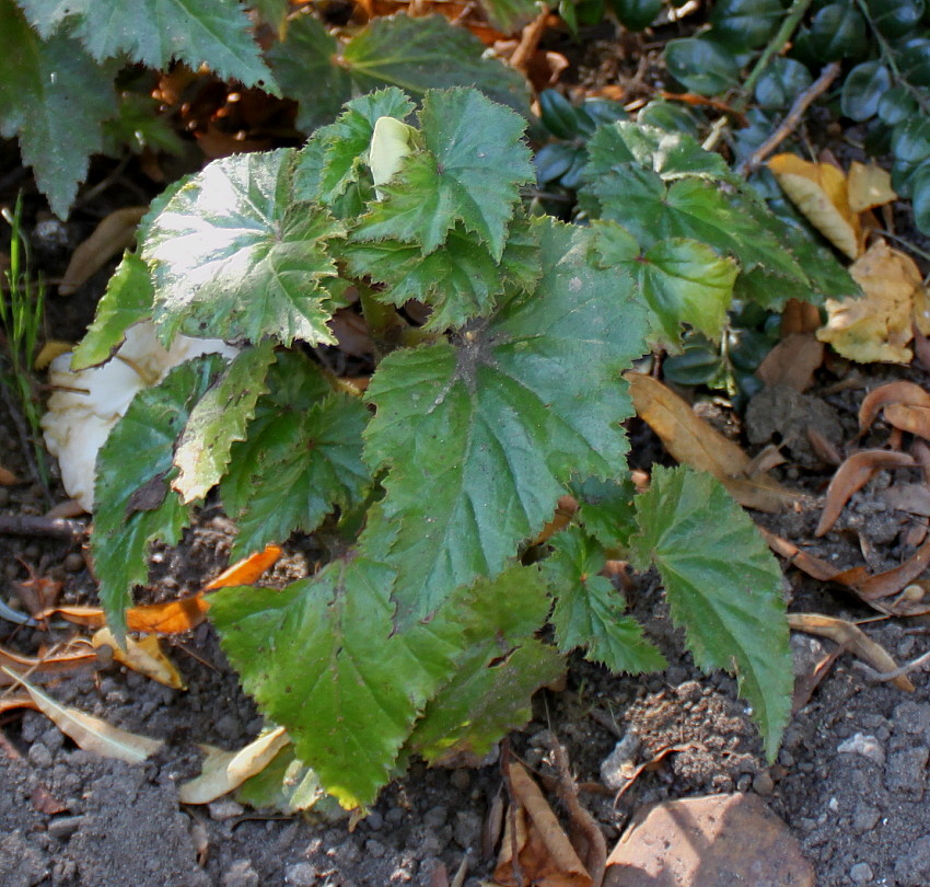 Изображение особи Begonia &times; tuberhybrida.