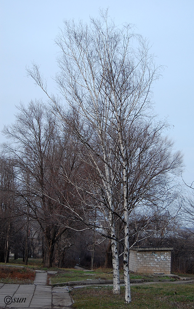 Изображение особи Betula borysthenica.