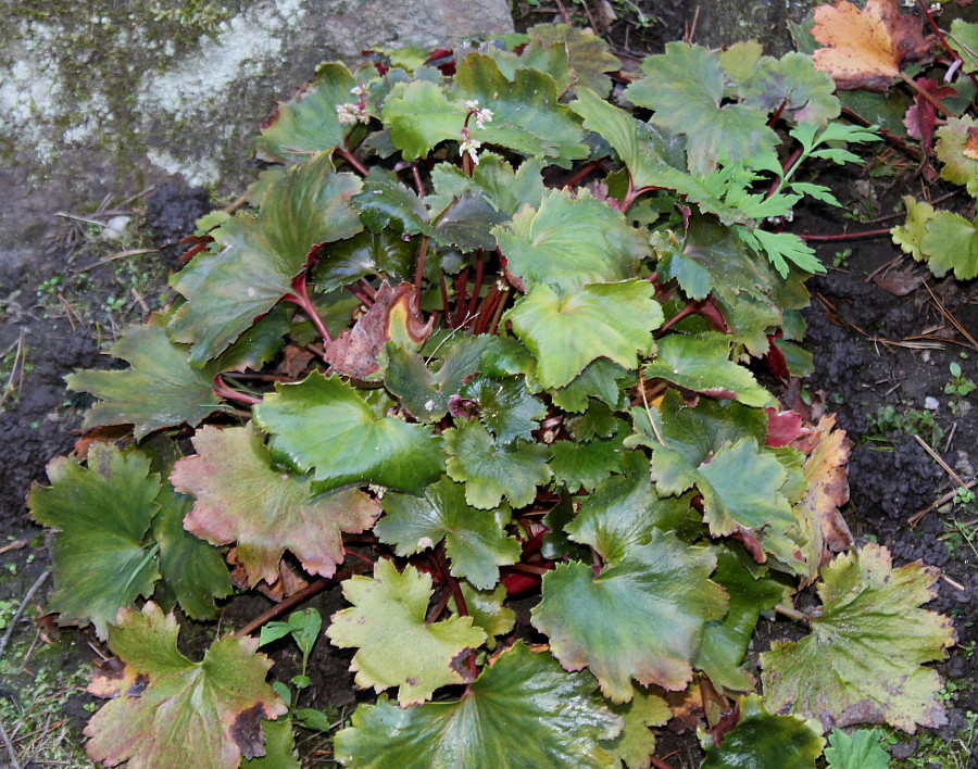 Изображение особи Saxifraga fortunei.