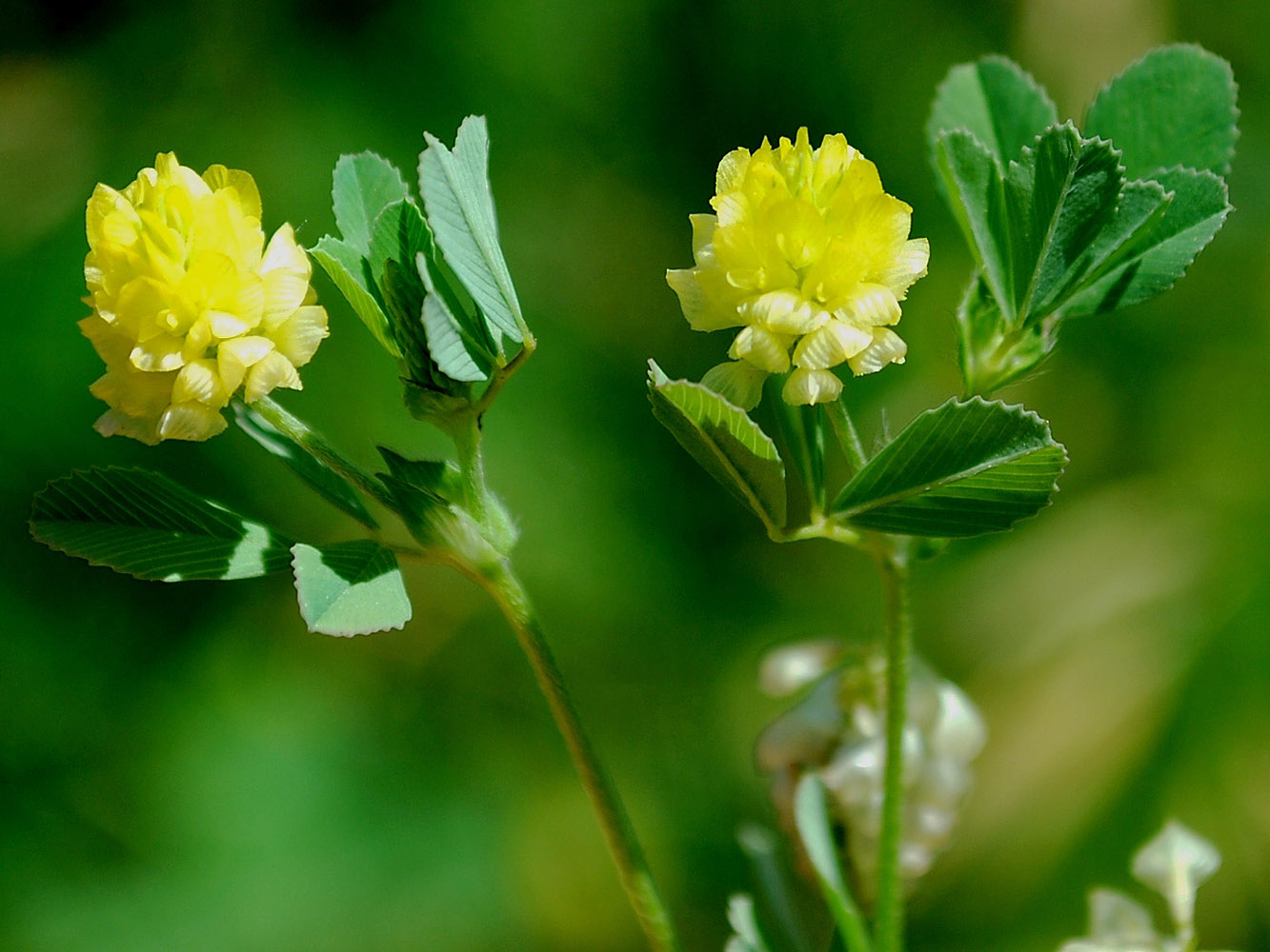 Изображение особи Trifolium campestre.