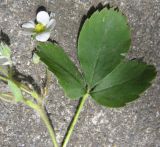 Fragaria virginiana