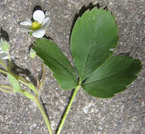 Изображение особи Fragaria virginiana.