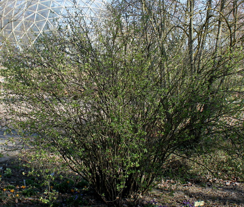 Image of Ribes aureum specimen.