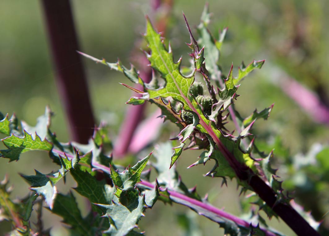 Изображение особи Sonchus oleraceus.