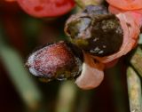 Ephedra aphylla