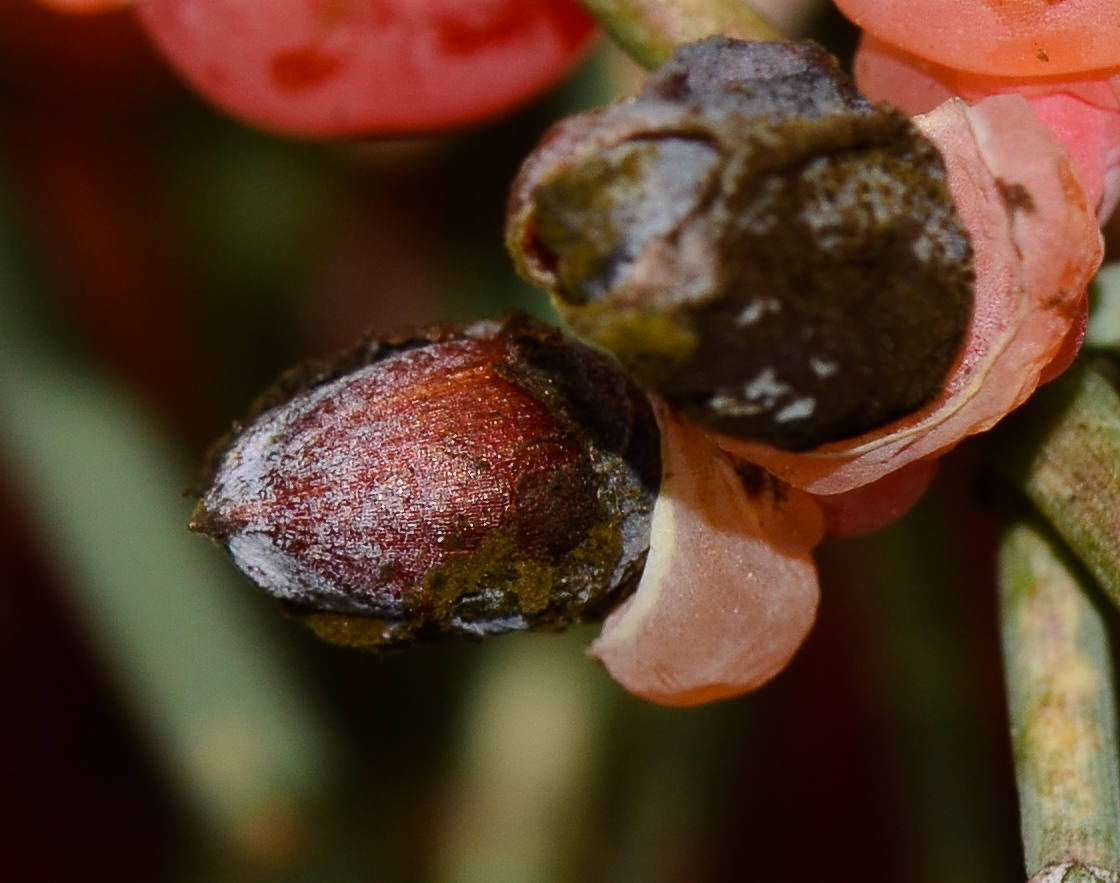 Image of Ephedra aphylla specimen.