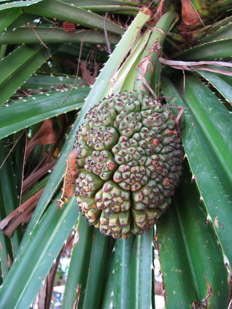 Изображение особи Pandanus tectorius.