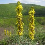 Asphodeline lutea. Соцветия. Краснодарский край, Абинский р-н, окр. ст. Шапсугская, известняковый карьер. 28.04.2014.