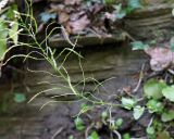 Arabis nordmanniana