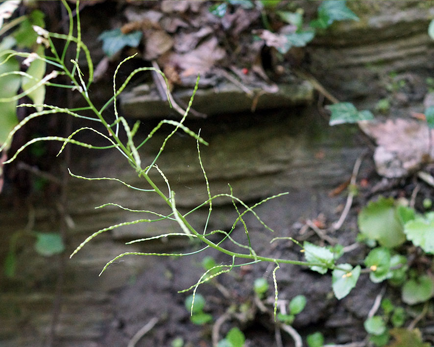 Изображение особи Arabis nordmanniana.