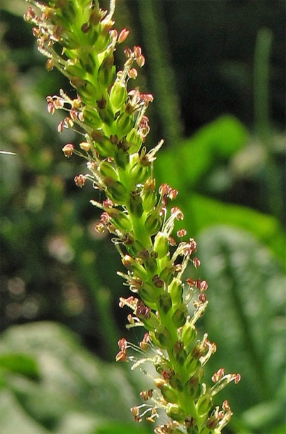 Image of Plantago major specimen.