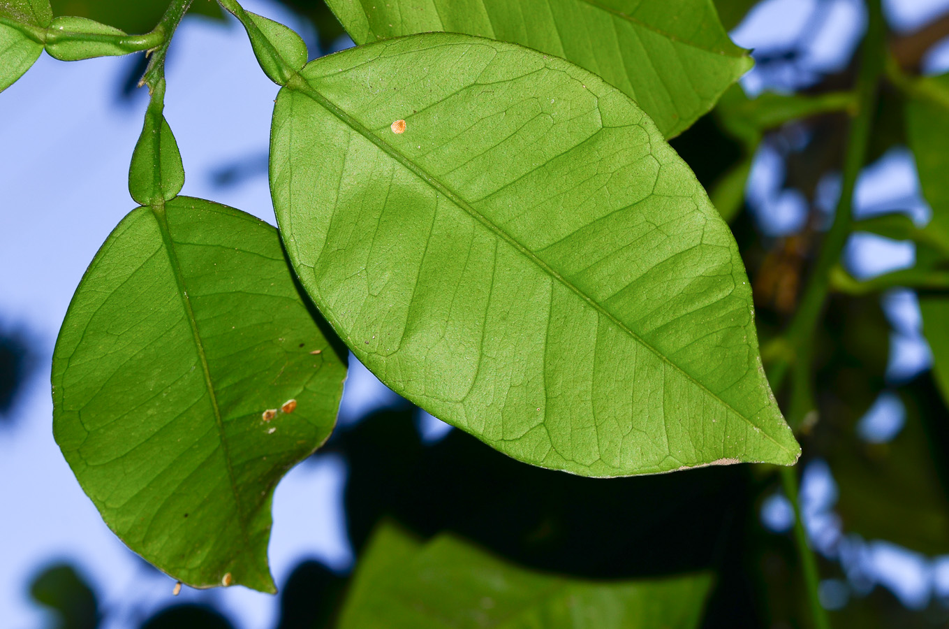Image of Citrus &times; paradisi specimen.