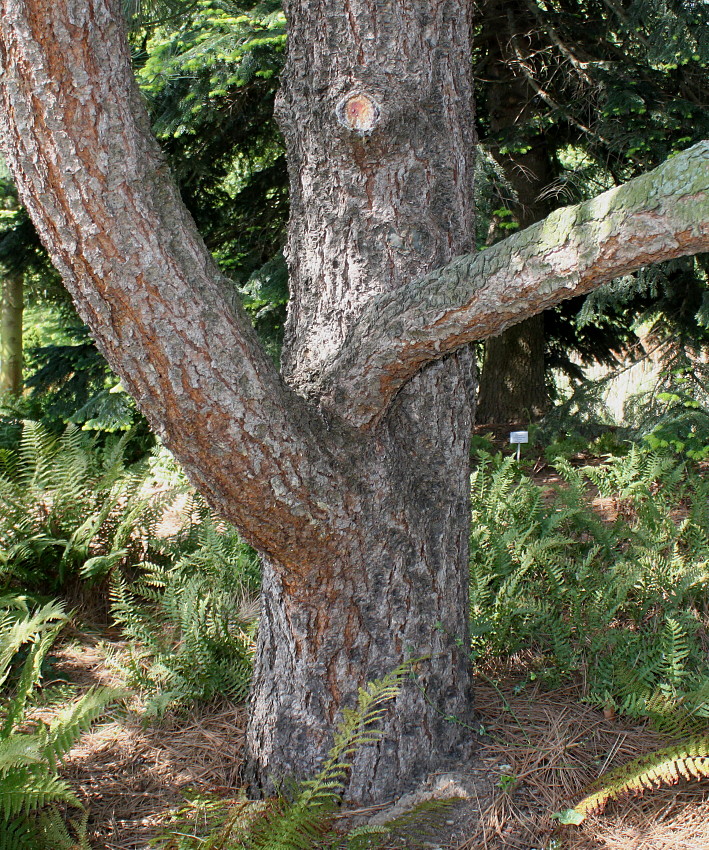 Изображение особи Pinus ponderosa.