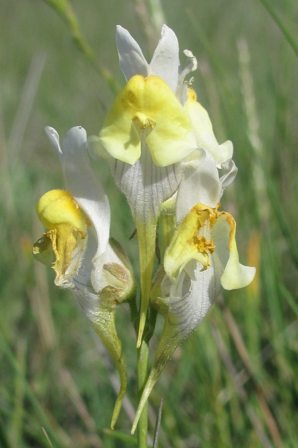 Изображение особи Linaria macroura.