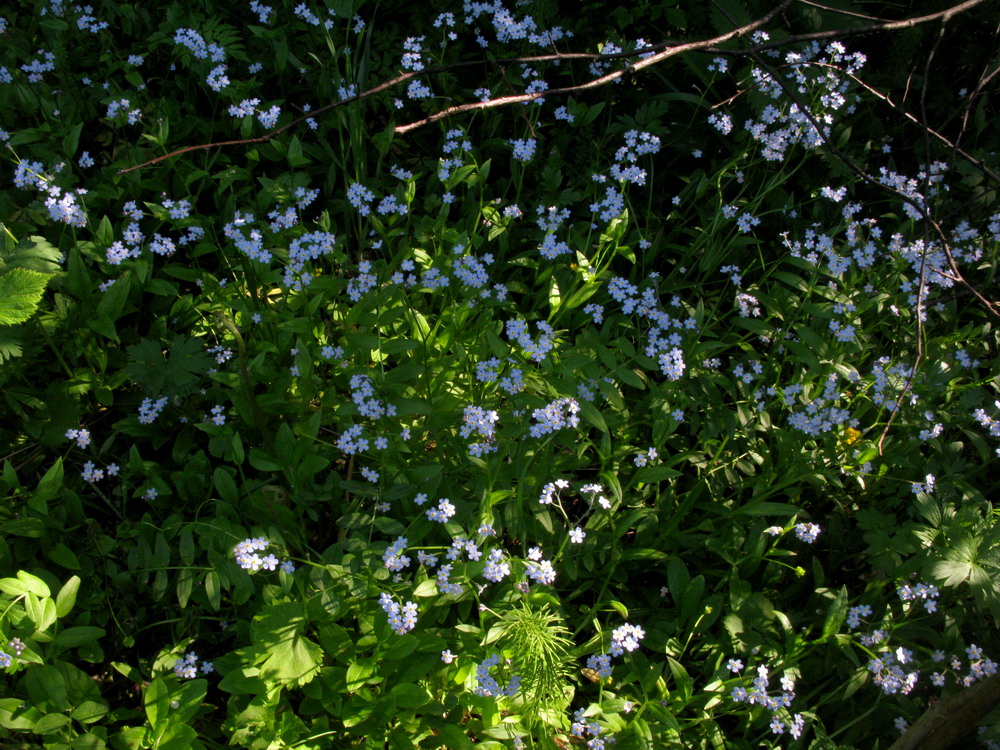 Image of Myosotis butorinae specimen.