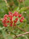 Physocarpus opulifolius. Соплодие с незрелыми плодами. Украина, Львовская обл., Дрогобычский р-н, г. Трускавец, луг возле пруда Слоница. 14.06.2014.