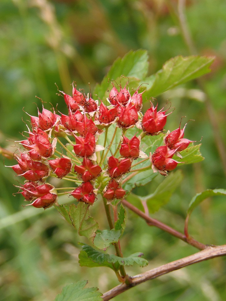 Image of Physocarpus opulifolius specimen.