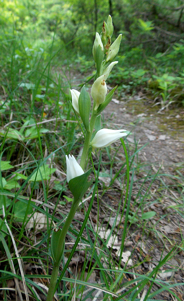 Image of Cephalanthera epipactoides specimen.
