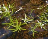 genus Callitriche. Часть вегетирующего растения (подводные побеги). Украина, Львовская обл., Дрогобычский р-н, г. Трускавец, Помярки, луг возле санатория Конвалия, лужа. 12.06.2014.