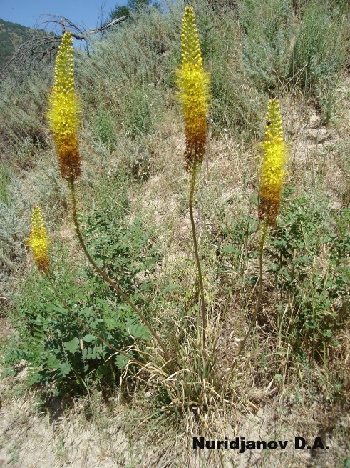Image of Eremurus ambigens specimen.
