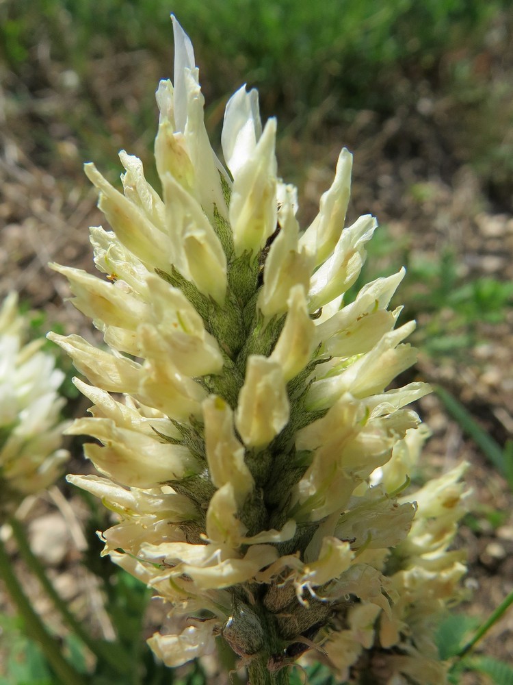 Изображение особи Astragalus austrosibiricus.