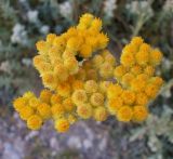 Helichrysum arenarium