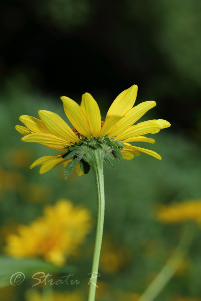 Изображение особи Heliopsis helianthoides ssp. scabra.