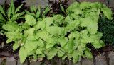 Primula sieboldii. Цветущее растение. Германия, г. Дюссельдорф, Ботанический сад университета. 03.06.2014.