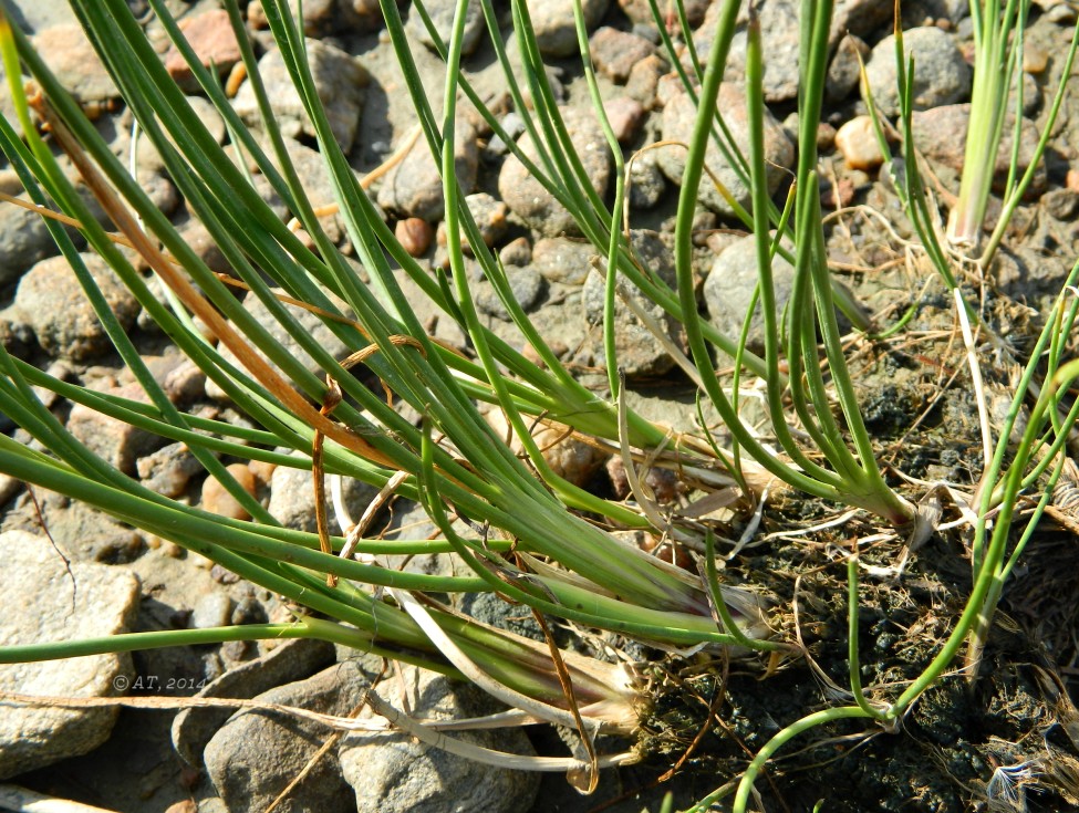 Image of Triglochin maritima specimen.