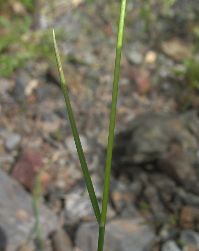 Image of Poa palustris specimen.