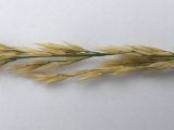 Agrostis planifolia