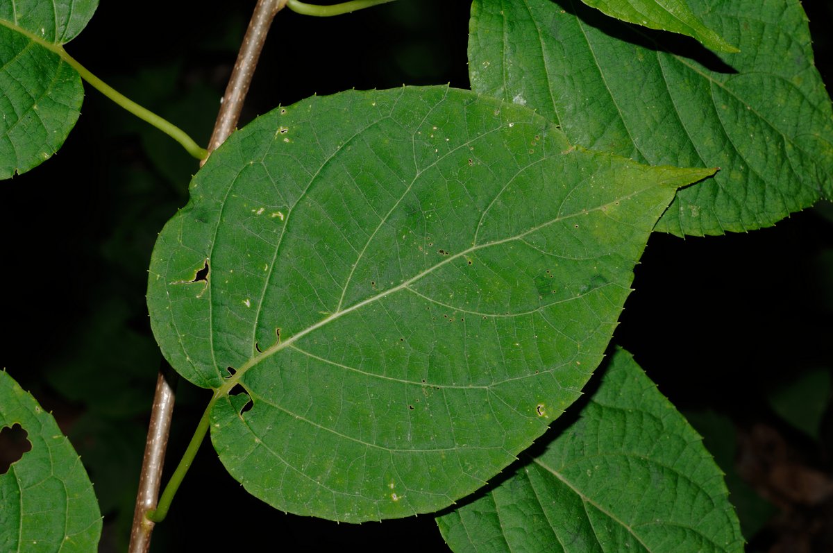 Изображение особи Actinidia kolomikta.