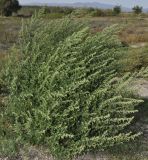 Chenopodium strictum