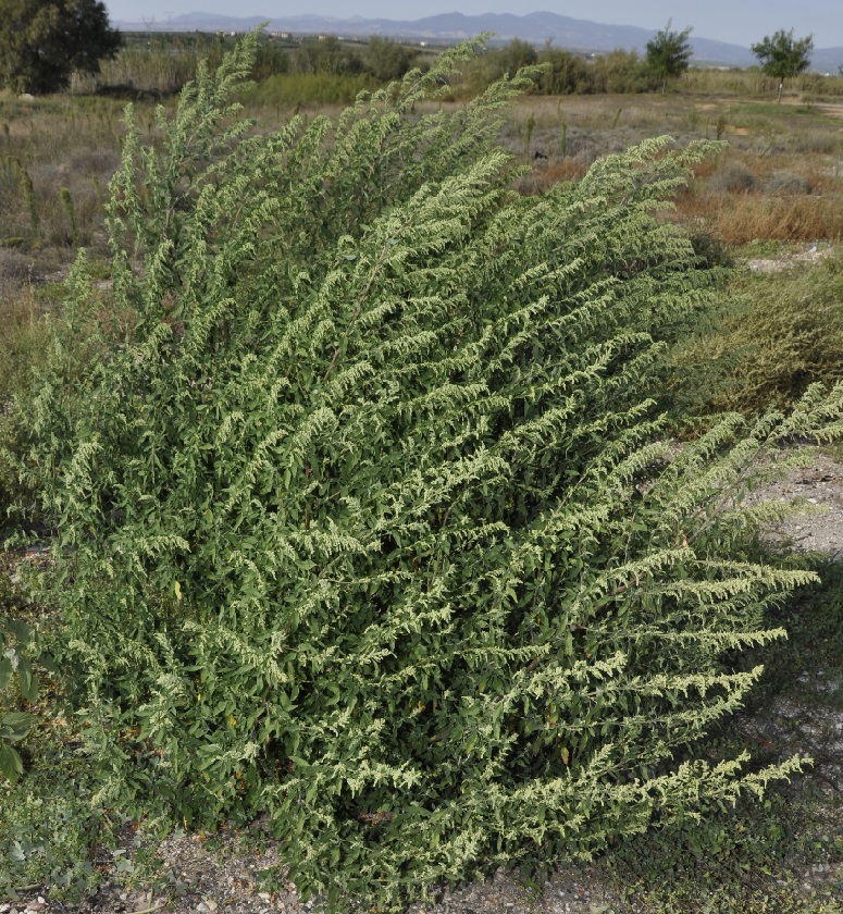 Изображение особи Chenopodium strictum.