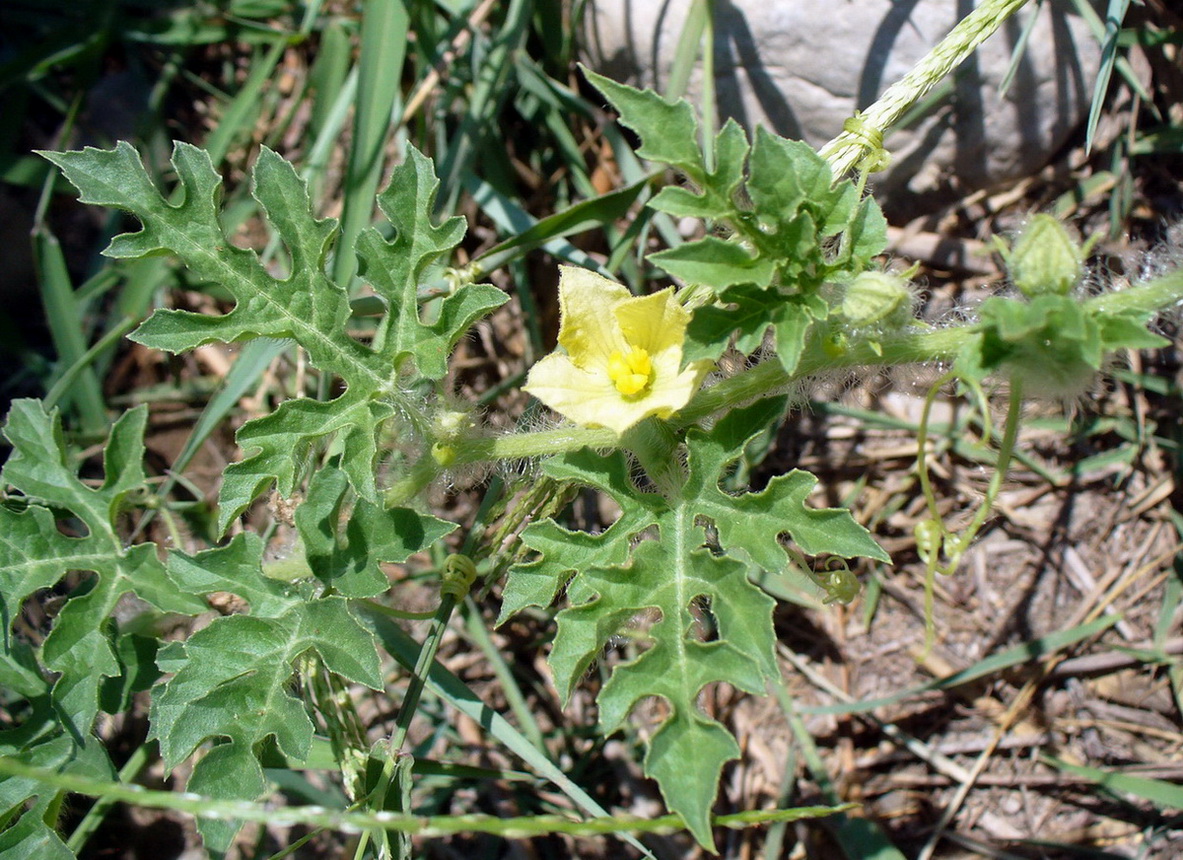 Изображение особи Citrullus lanatus ssp. vulgaris.