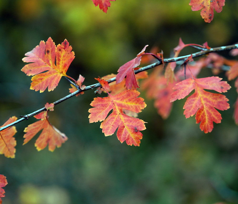 Изображение особи род Crataegus.