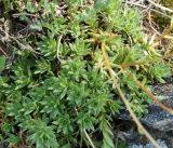 Saxifraga spinulosa