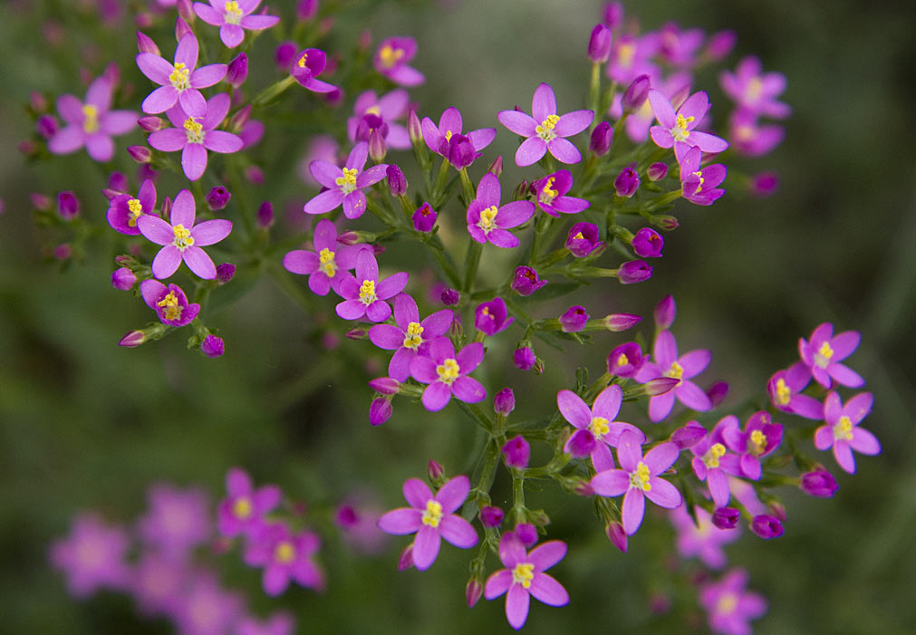 Изображение особи род Centaurium.