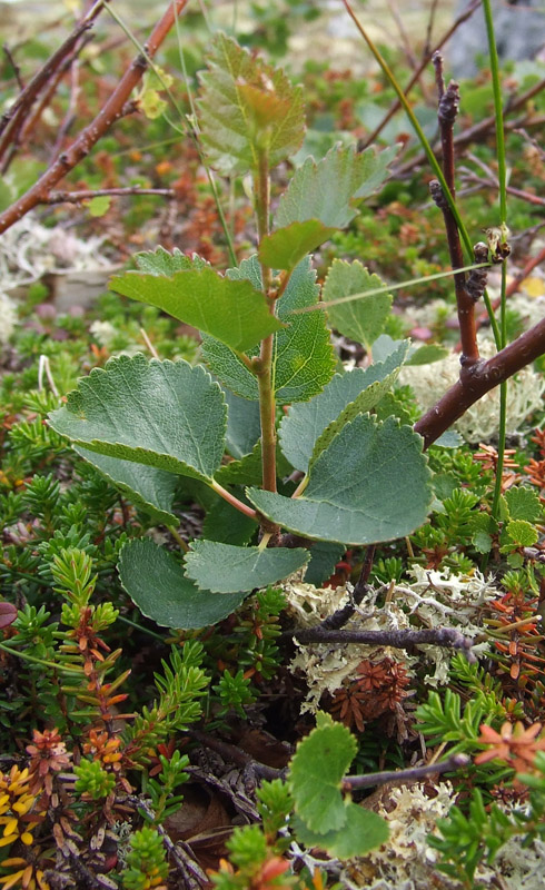 Изображение особи Betula &times; alpestris.