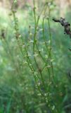 Rumex acetosella