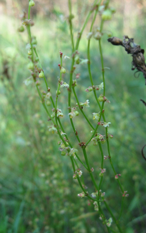 Изображение особи Rumex acetosella.